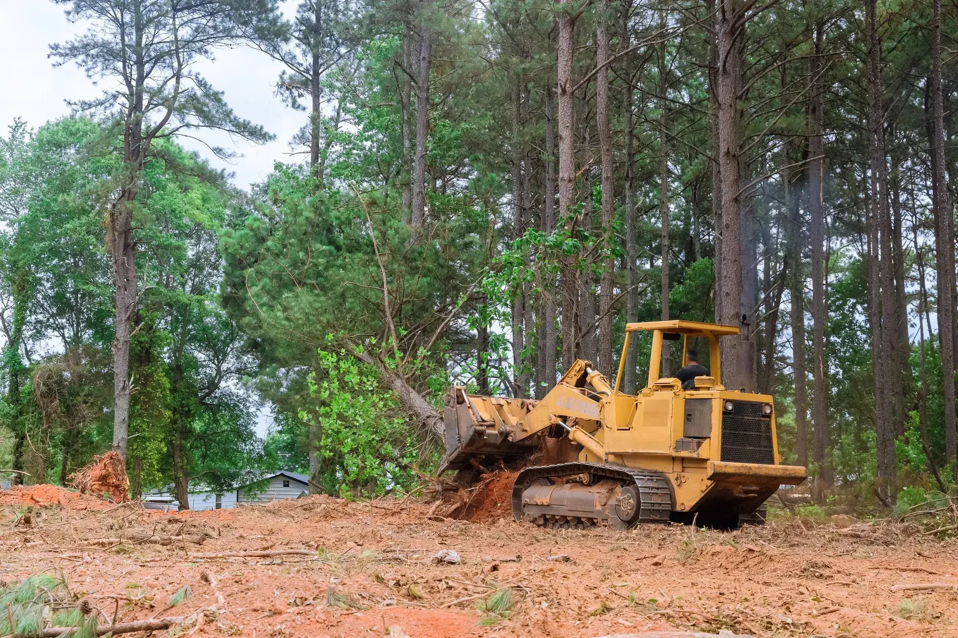 Tree Service